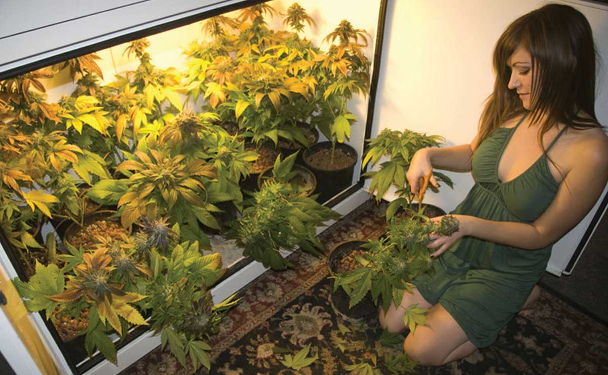 Что светит за выращивание конопли 10 лет курю марихуану